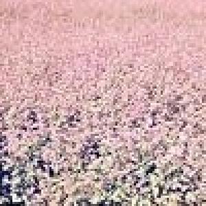 りんちゃんのプロフィール画像