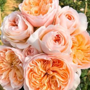 とちゃんのプロフィール画像