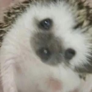 キャラメルちゃんのプロフィール画像