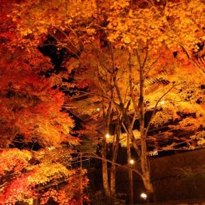 ねこ。のタイムライン640533-03-13 06:08:54投稿画像