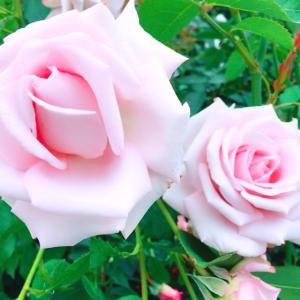 べびのタイムライン641151-03-23 18:34:06投稿画像