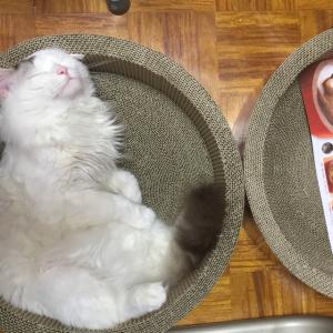 きーちゃんのタイムライン641161-01-28 08:32:06投稿画像