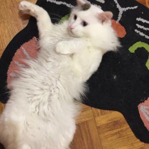 きーちゃんのタイムライン641161-01-28 08:52:29投稿画像