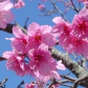 ぴよぴよのタイムライン641166-12-20 19:40:59投稿画像