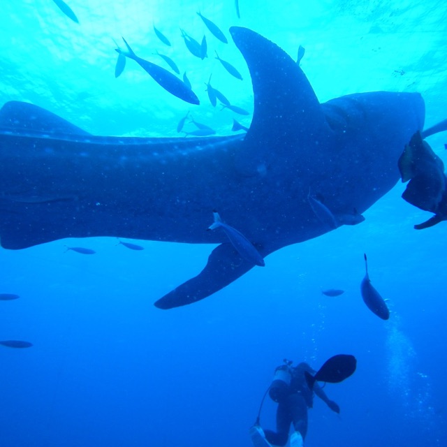 ぴよぴよのタイムライン641452-03-04 02:10:00投稿画像