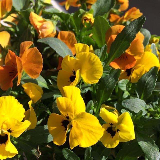 むうこのタイムライン641458-07-16 01:11:58投稿画像