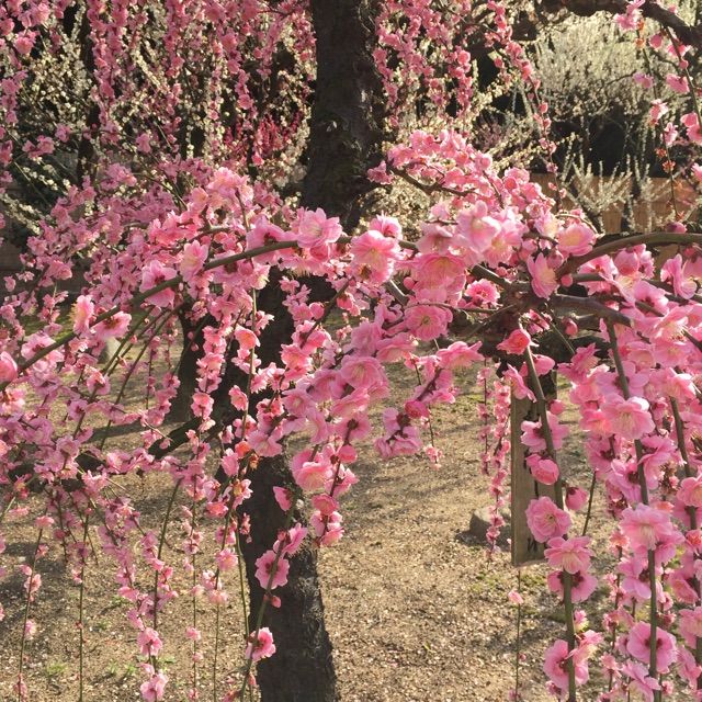 こはるのタイムライン641459-03-05 11:21:52投稿画像