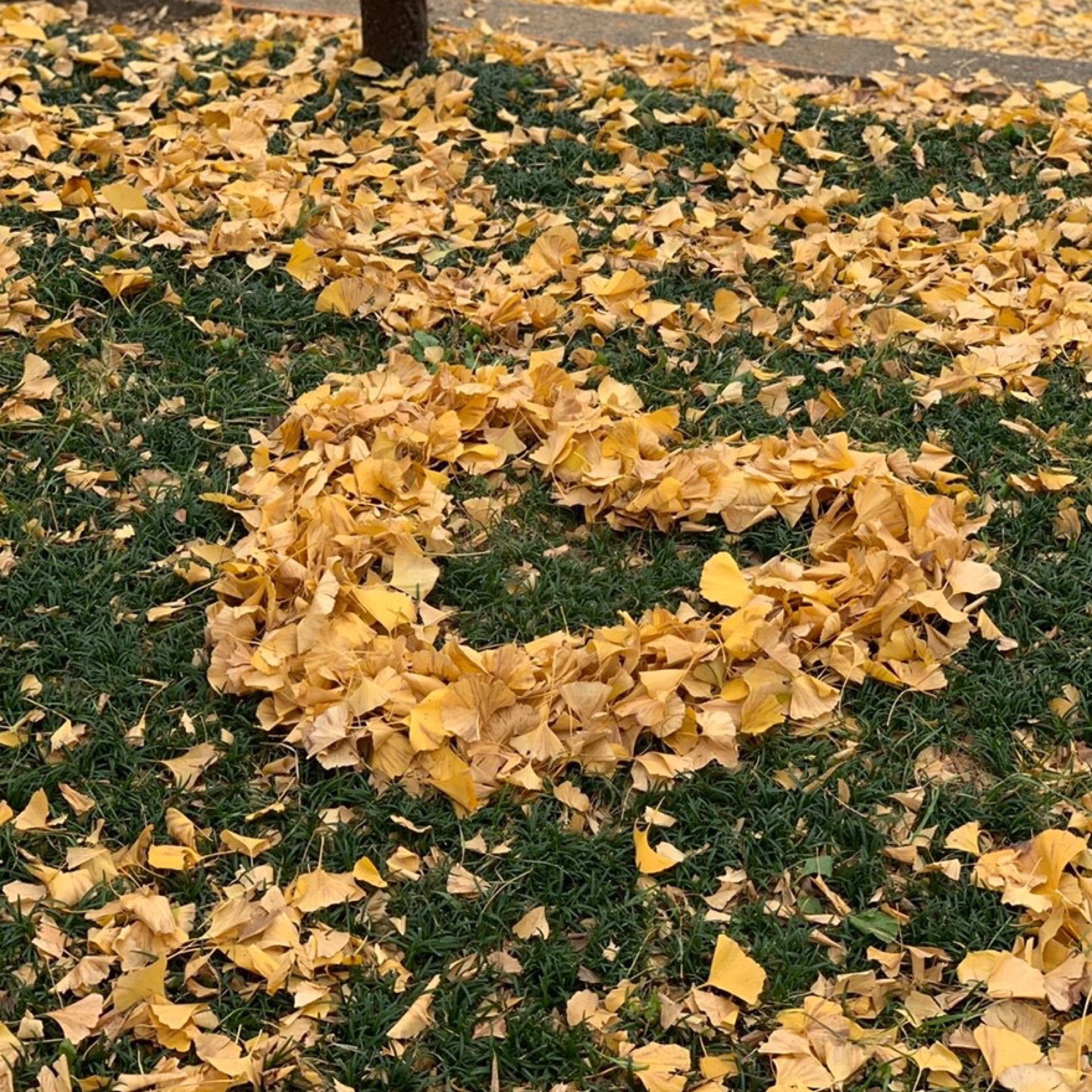 かなのタイムライン641487-01-10 01:55:47投稿画像