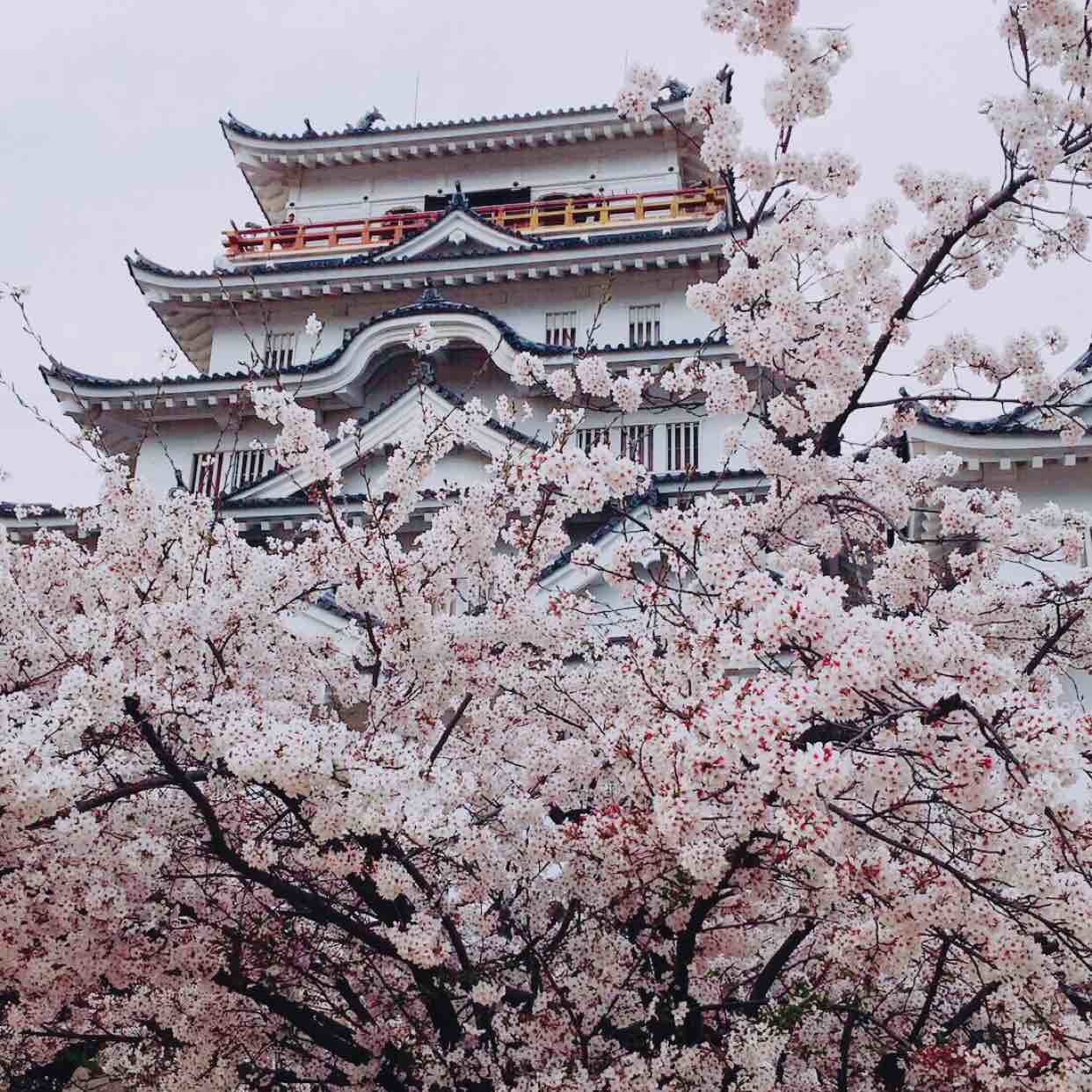 まみのタイムライン2019-04-12 14:42:11投稿画像