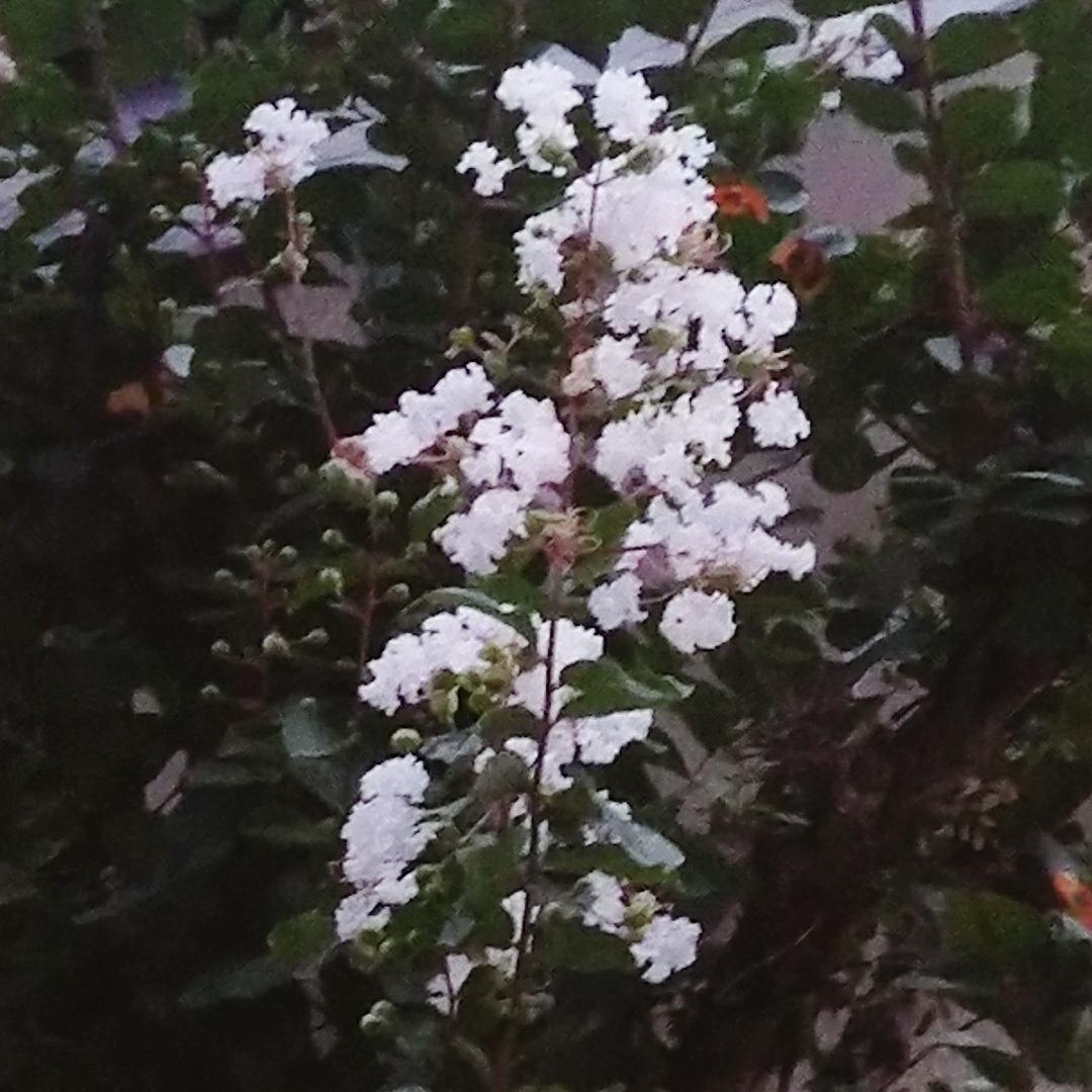 みほのタイムライン641791-08-03 04:05:37投稿画像