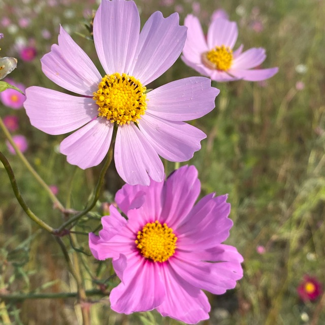 さつきのタイムライン642089-02-20 22:13:38投稿画像