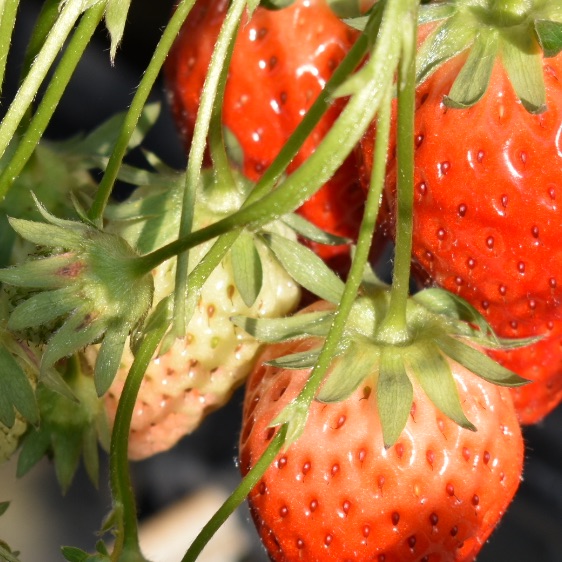 りんのタイムライン642089-10-10 15:21:59投稿画像