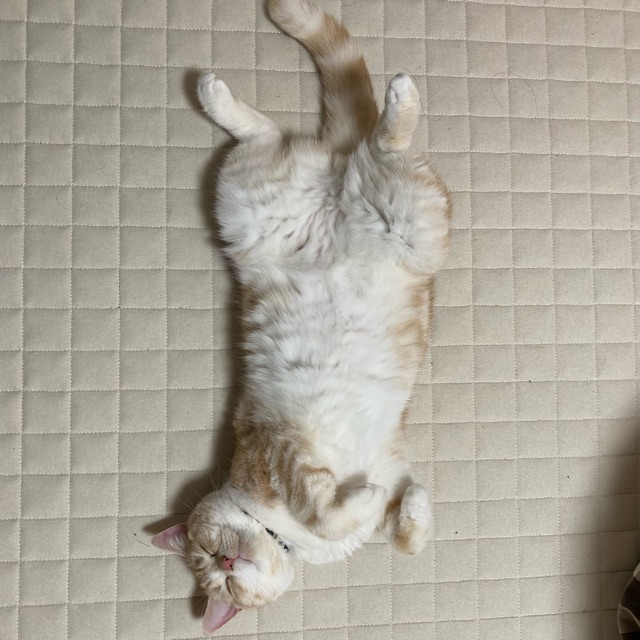 エマのタイムライン642409-06-04 16:44:04投稿画像