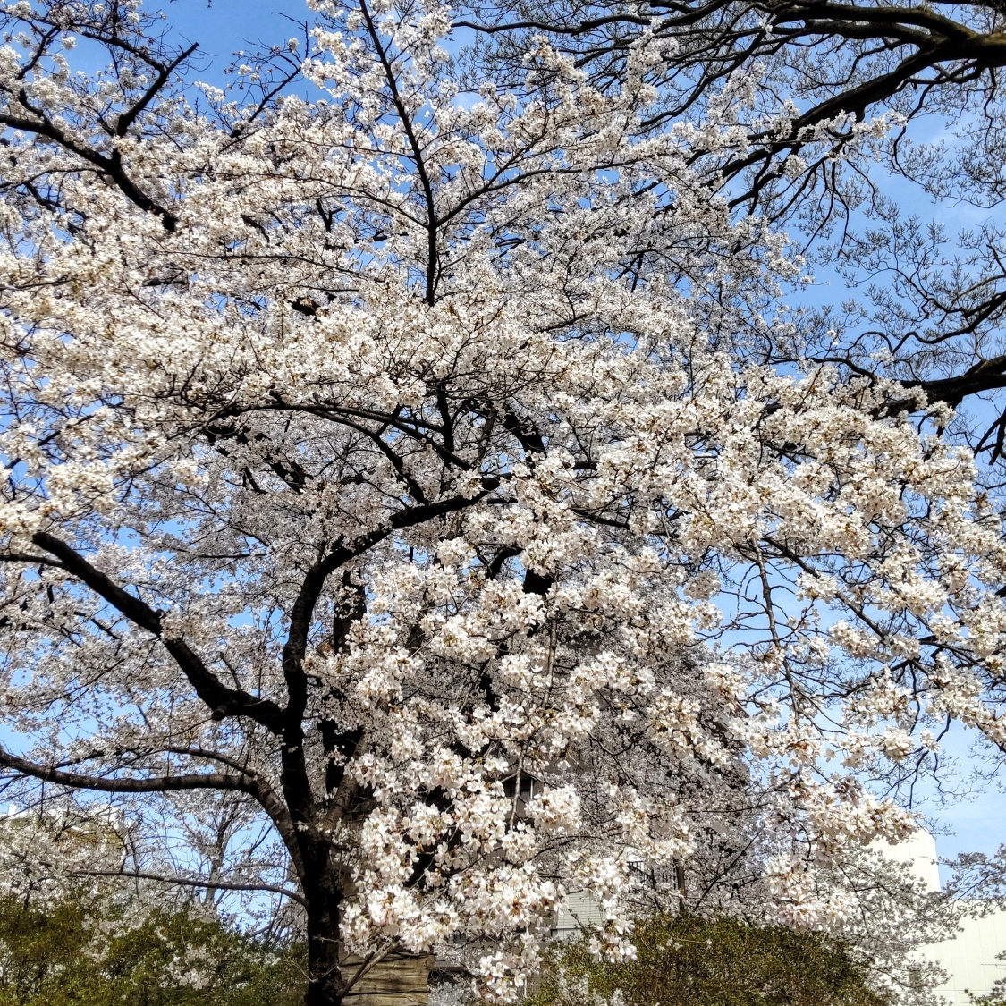 はるのタイムライン642409-11-01 13:45:56投稿画像