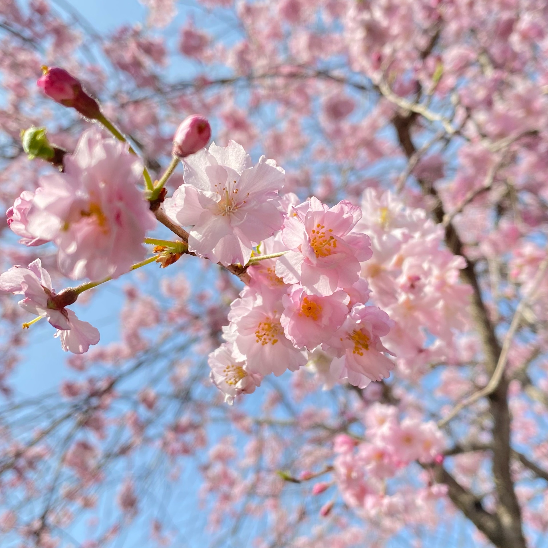 ユウのタイムライン642412-03-07 09:50:00投稿画像