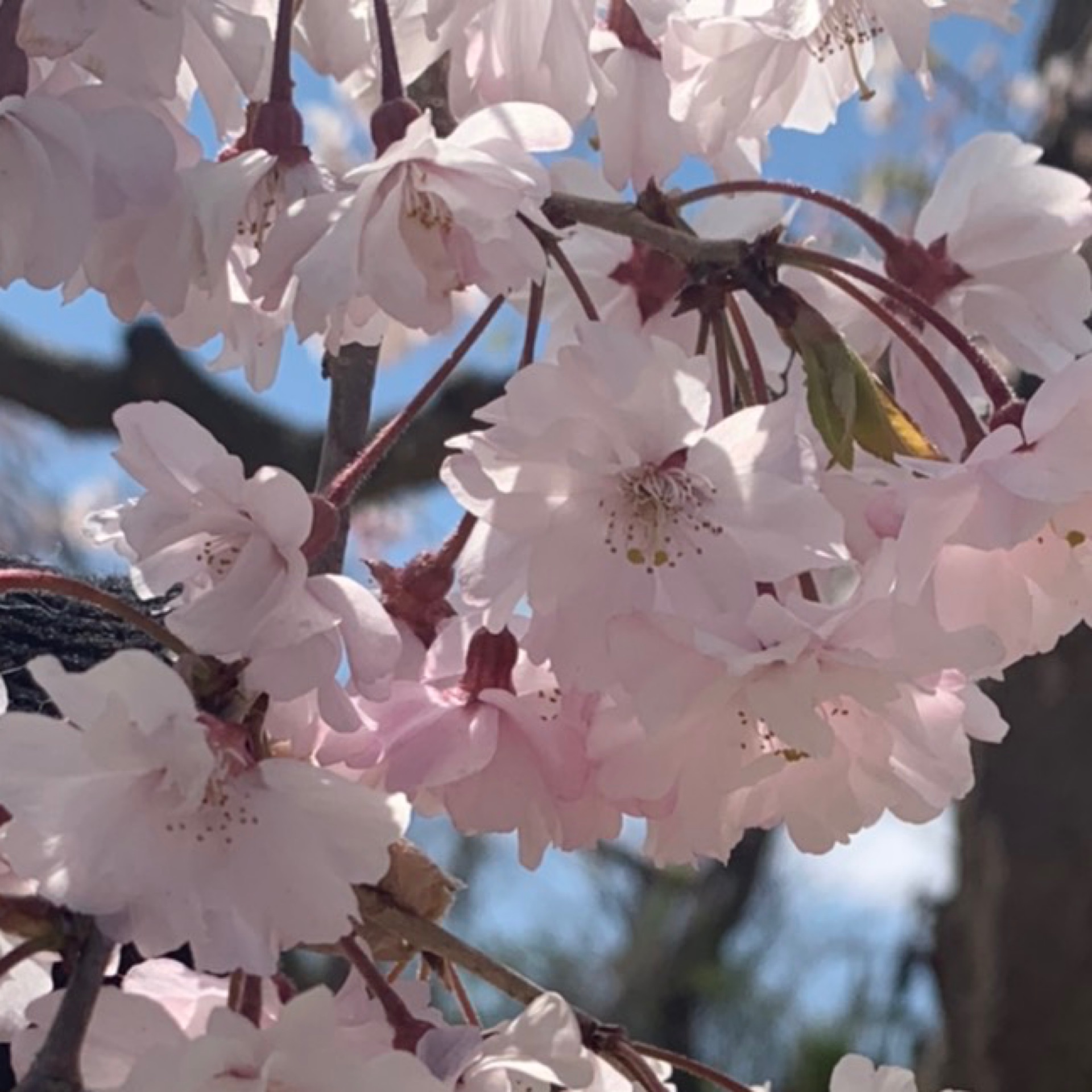 華のタイムライン642412-06-07 18:22:36投稿画像