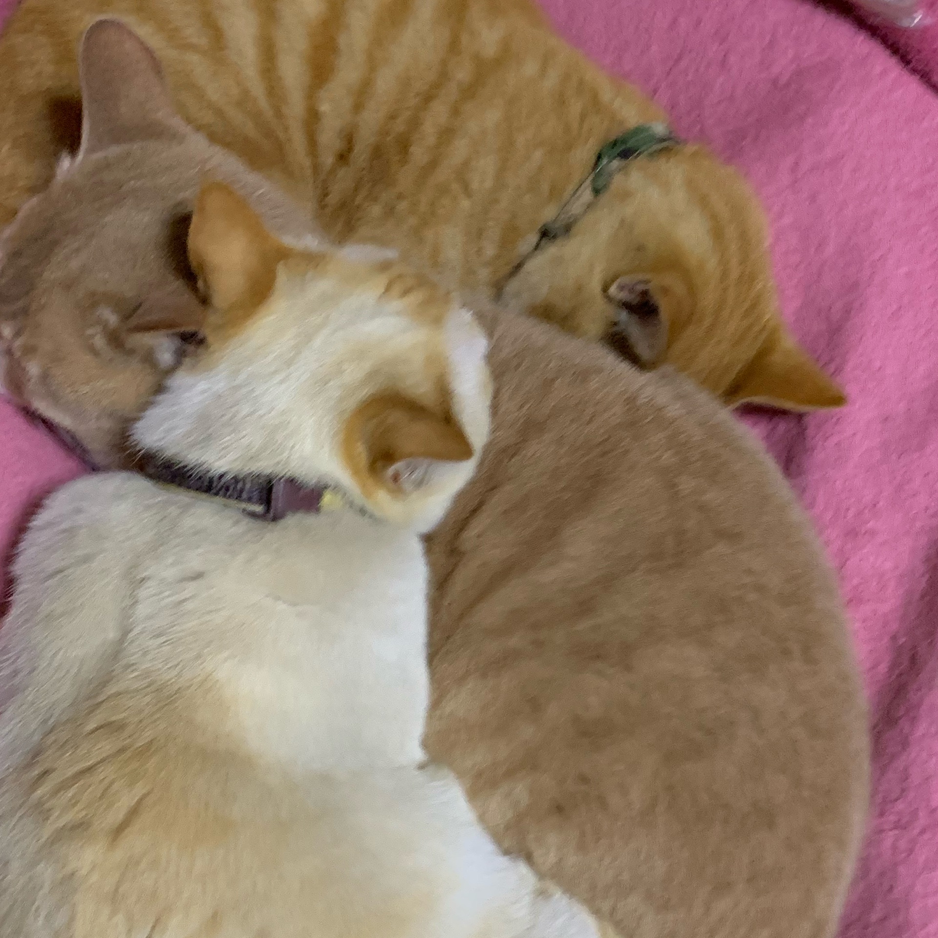 nakoのタイムライン642412-07-12 09:45:57投稿画像