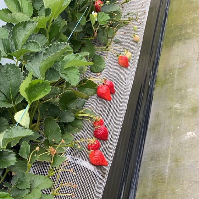 ゆいのタイムライン642415-07-04 23:42:04投稿画像