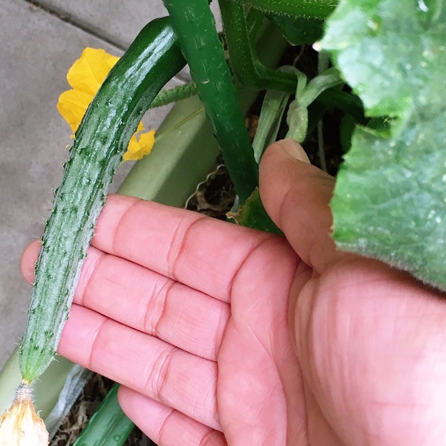 ななこのタイムライン2021-05-17 04:24:09投稿画像