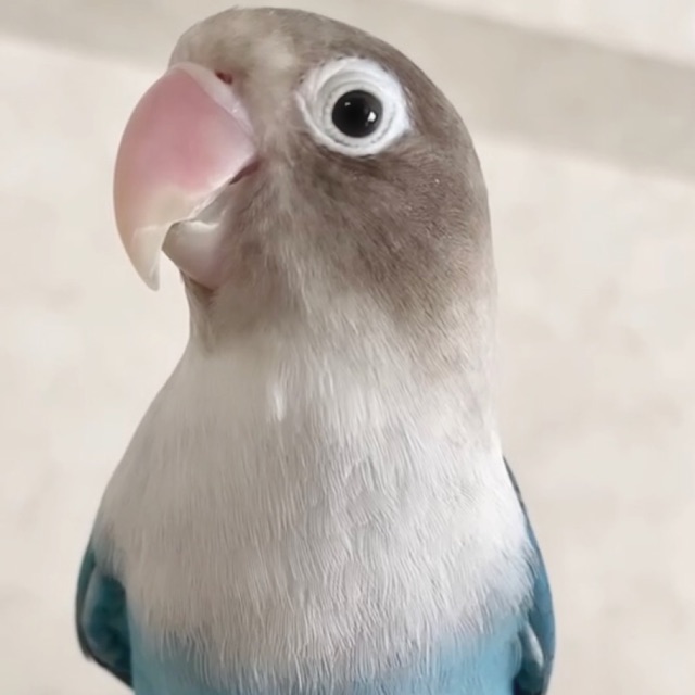 れいんのタイムライン2021-06-04 16:15:28投稿画像