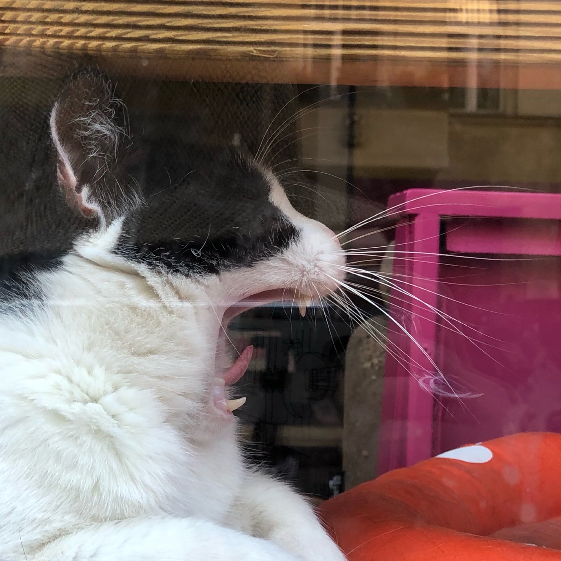 ゆうりのタイムライン642419-05-17 05:54:08投稿画像