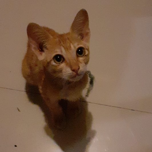 きこのタイムライン642427-12-18 13:42:27投稿画像