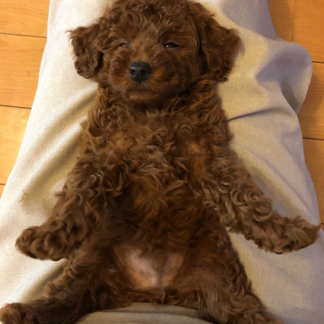 しーちゃんのタイムライン642428-02-02 02:49:12投稿画像