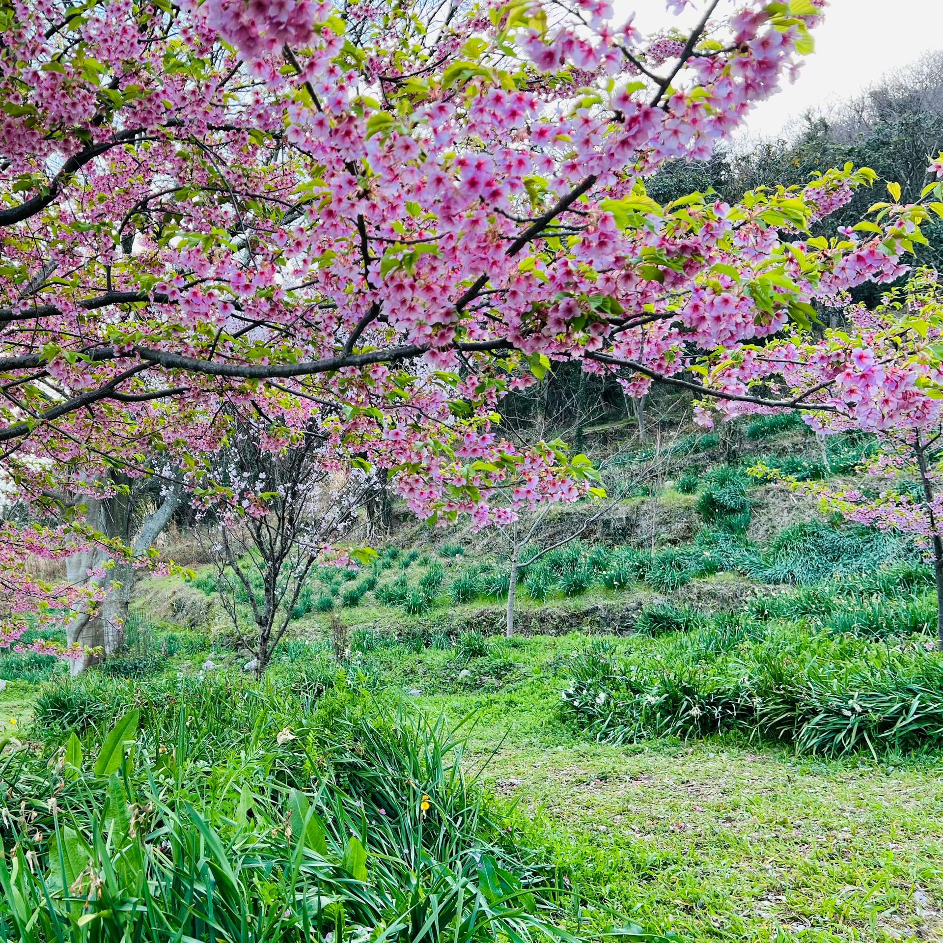 さつきのタイムライン642726-06-21 03:45:12投稿画像