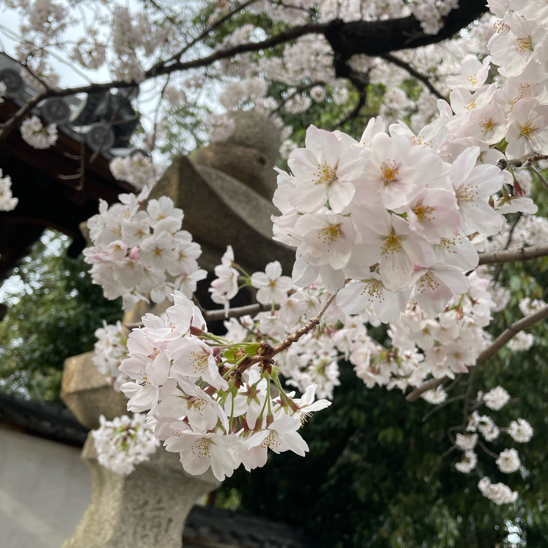 りんのタイムライン642729-01-02 04:54:12投稿画像