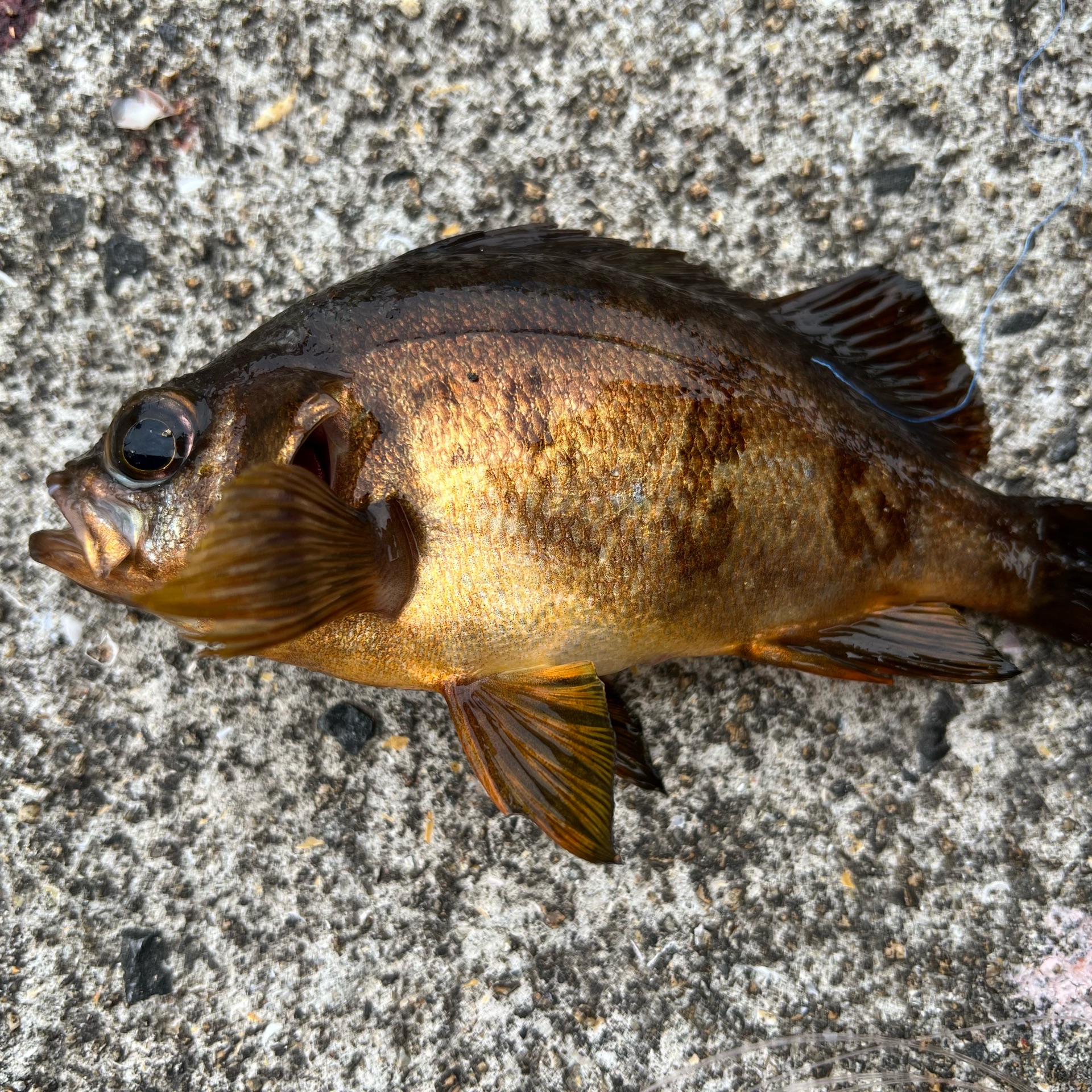 黒狐のタイムライン642732-12-30 06:54:17投稿画像