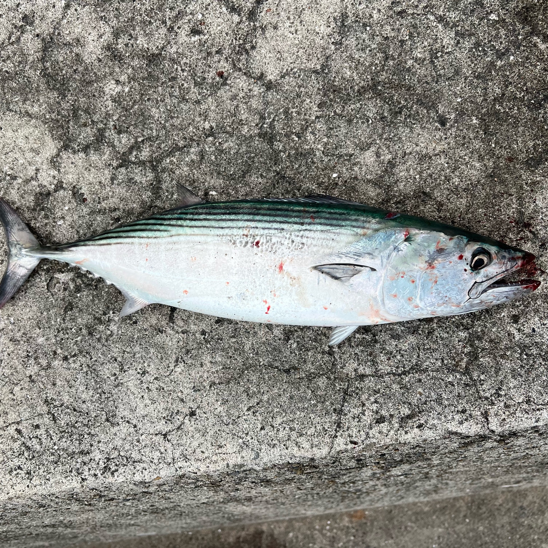 黒狐のタイムライン642742-04-25 12:25:10投稿画像