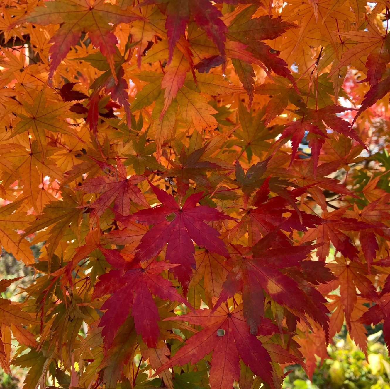 ゆみニャンのタイムライン642751-12-26 05:52:36投稿画像