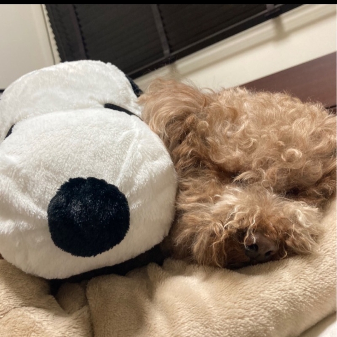 mのタイムライン642755-03-19 18:08:33投稿画像