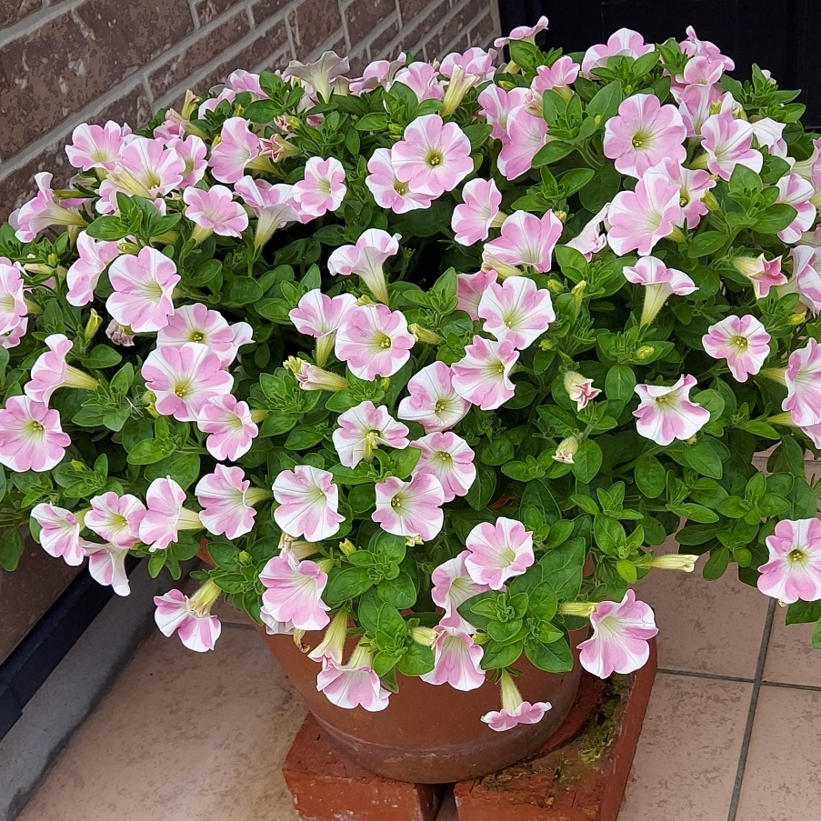 なほのタイムライン643039-10-22 09:32:37投稿画像