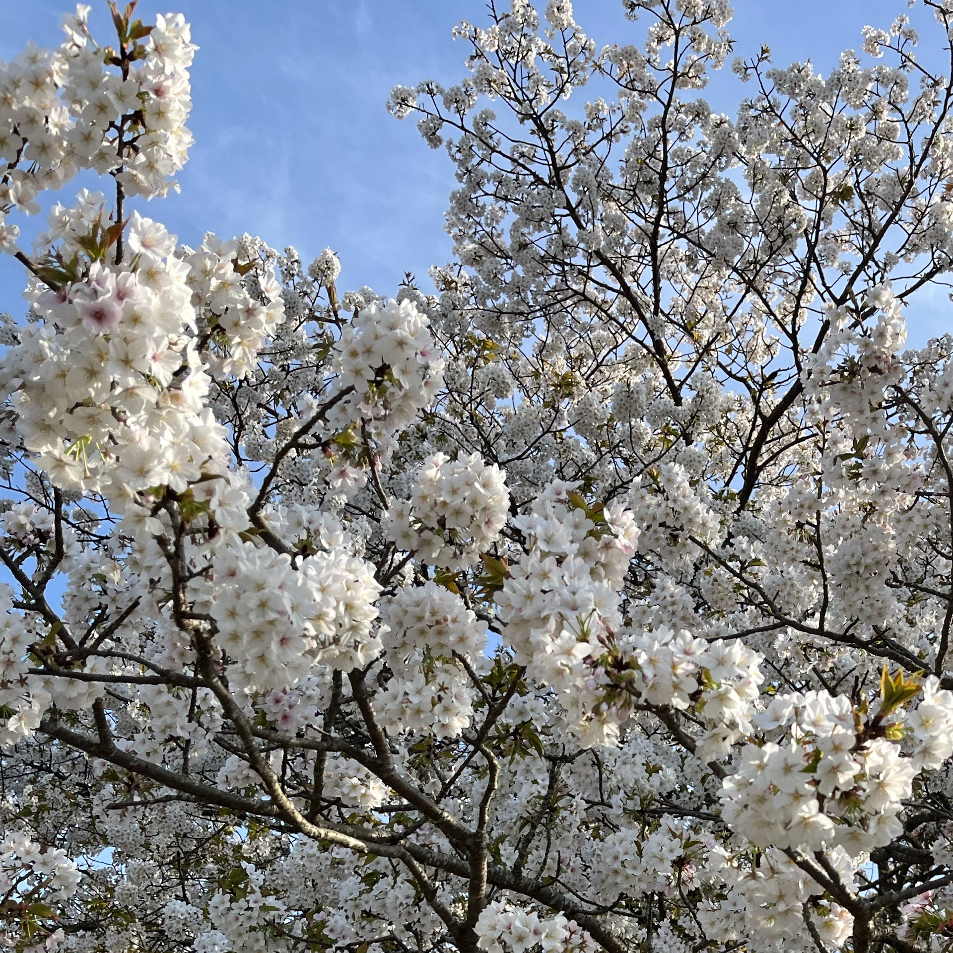 ゆきのタイムライン643045-12-04 05:12:02投稿画像