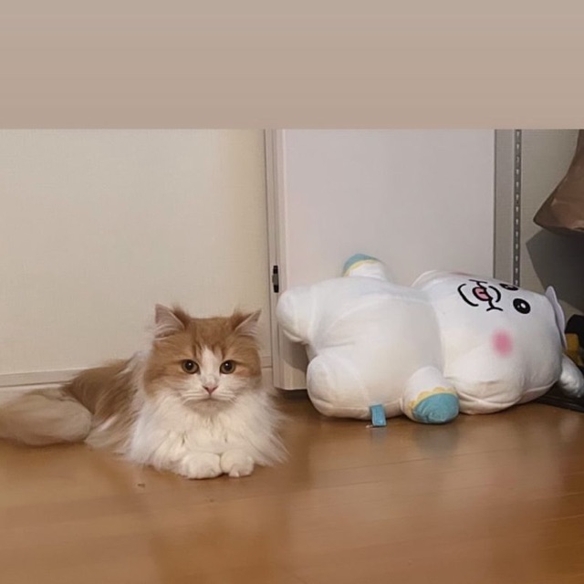 友理のタイムライン643053-02-12 20:58:59投稿画像