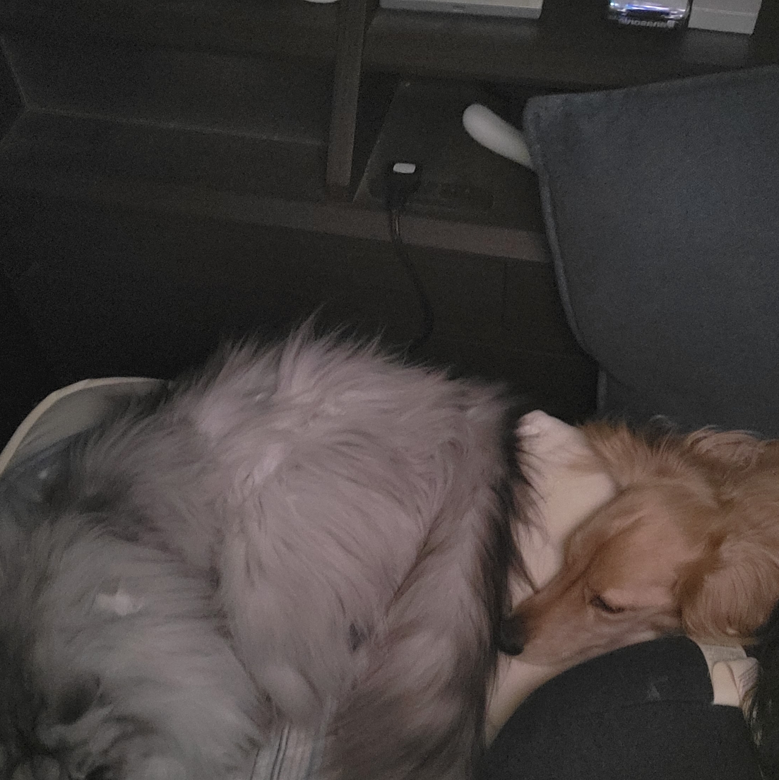 シロクマのタイムライン643062-01-31 00:48:53投稿画像