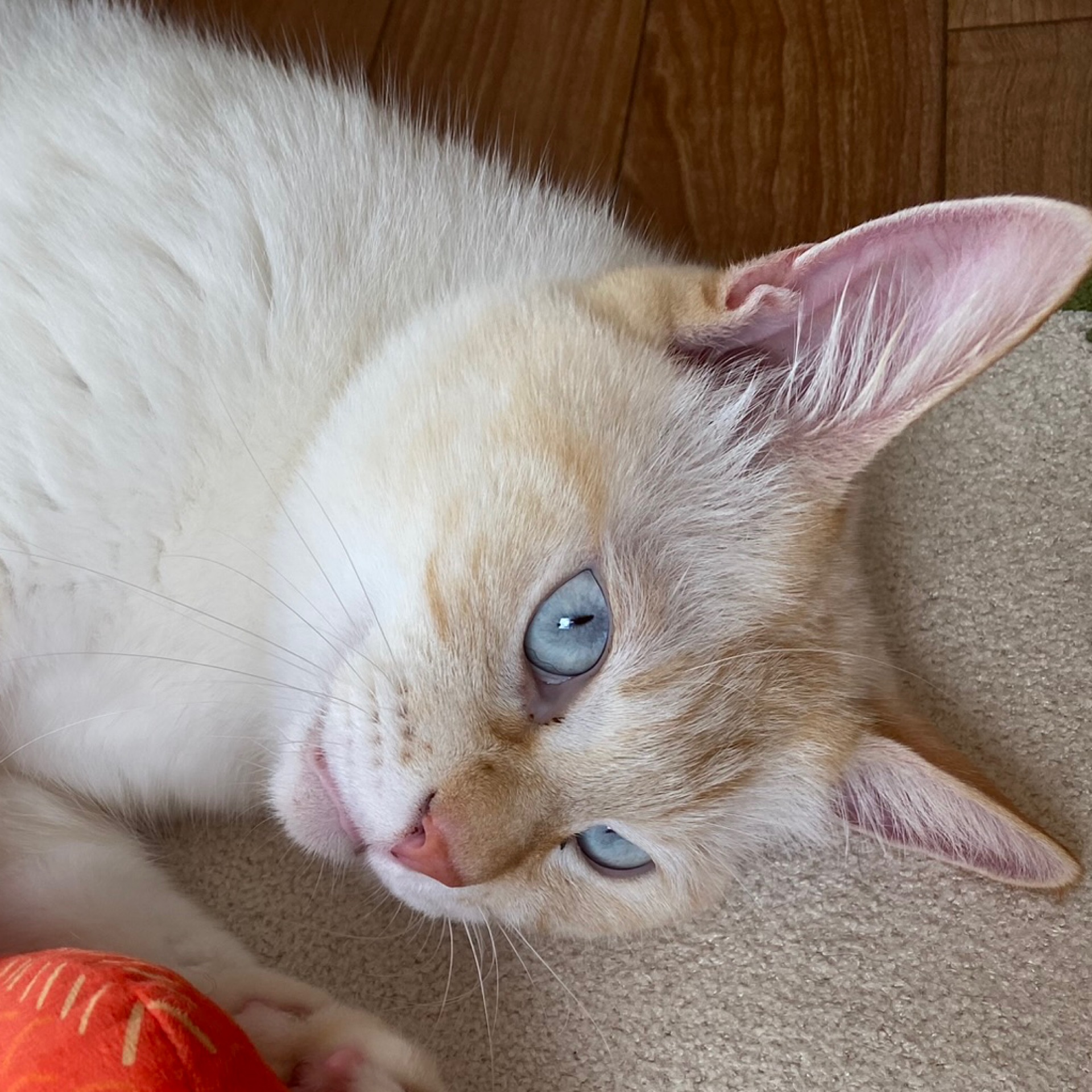 はなのタイムライン643065-07-27 13:42:35投稿画像