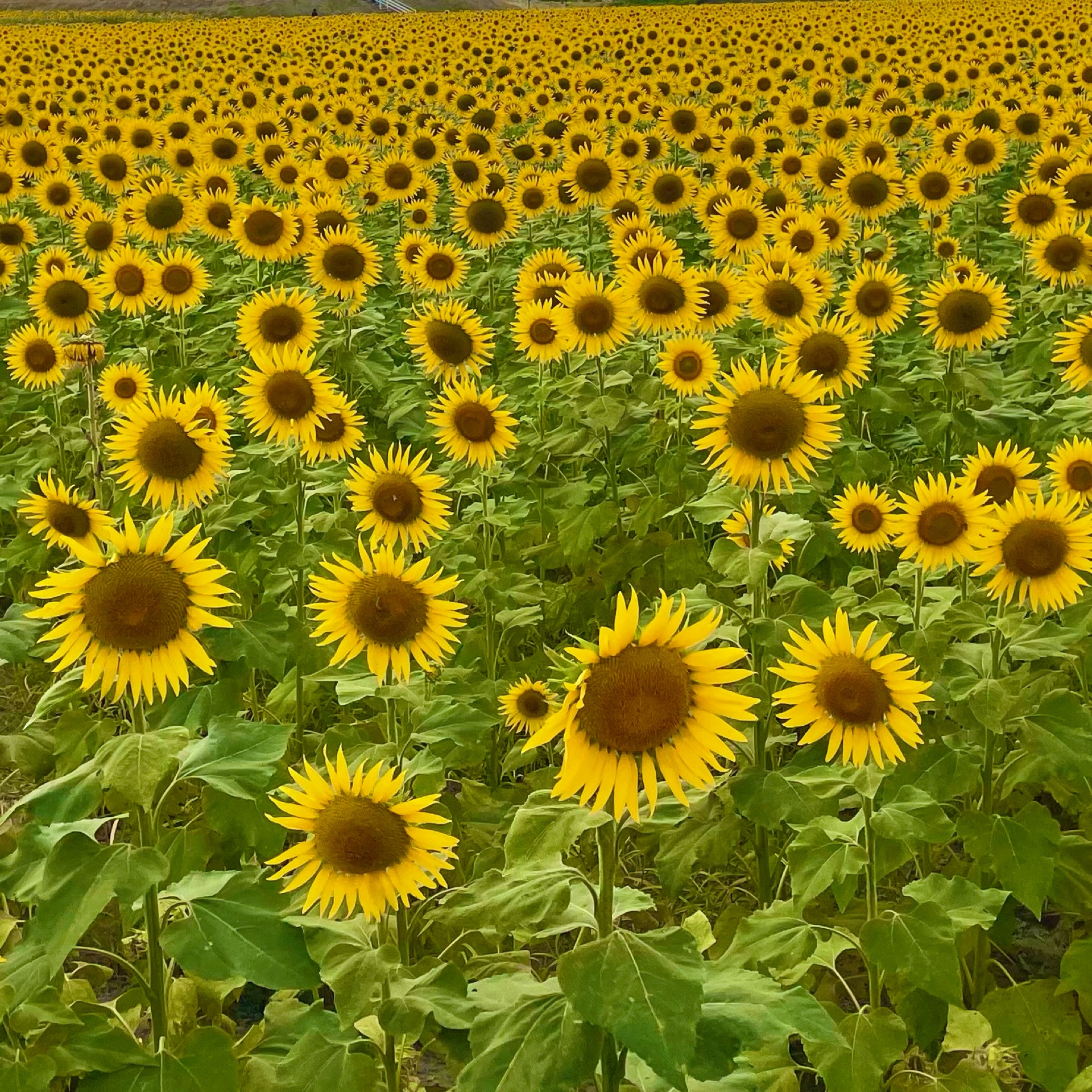 あゆみのタイムライン643068-02-09 02:07:15投稿画像