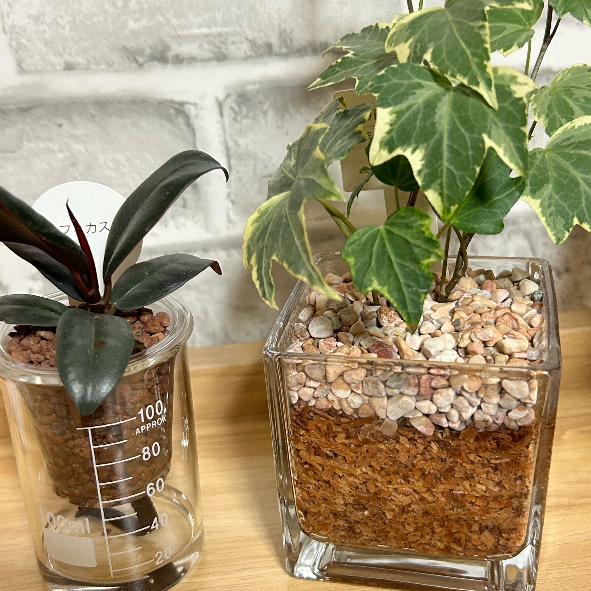 ほしののタイムライン643357-04-19 12:40:46投稿画像