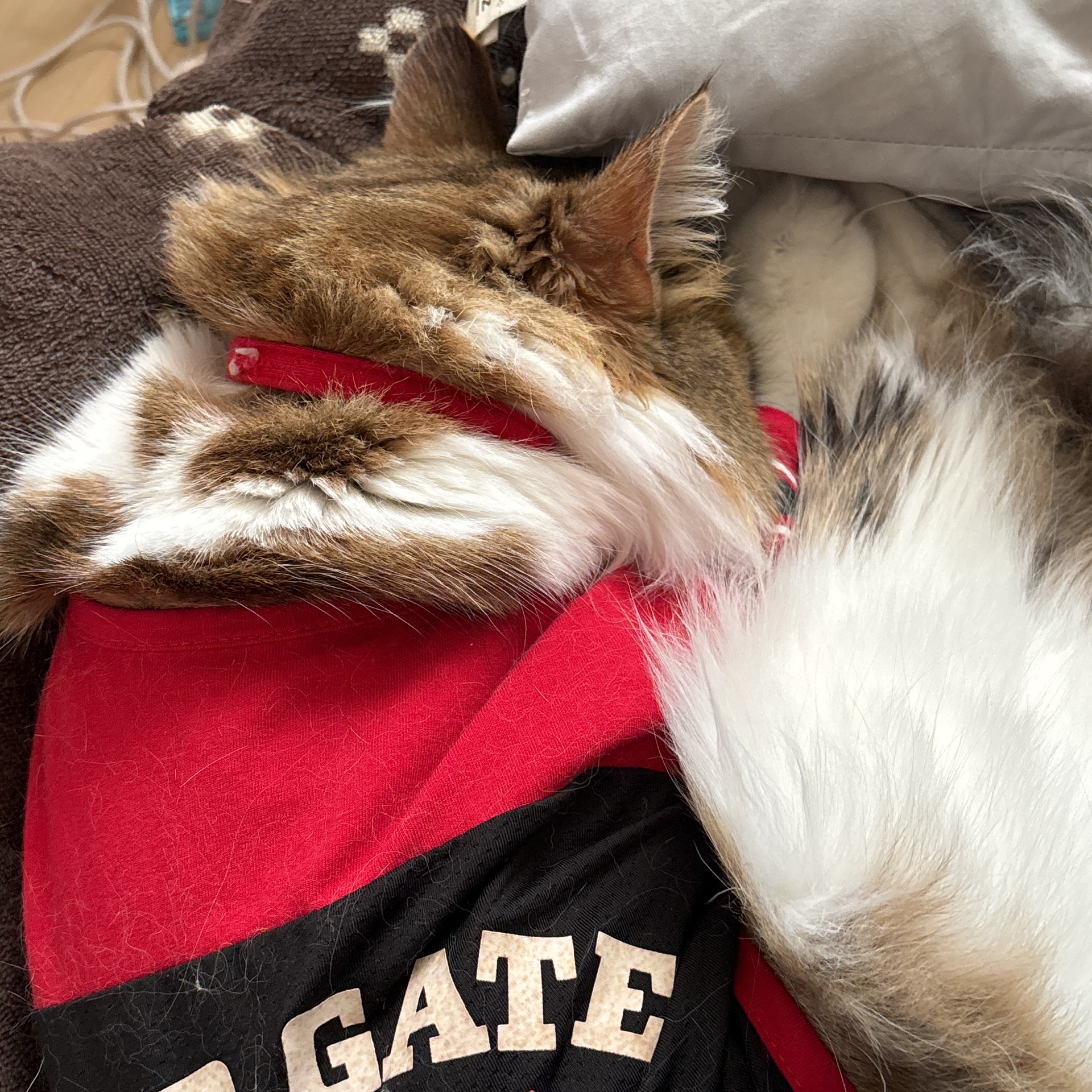 アスミンのタイムライン643360-03-06 11:48:55投稿画像