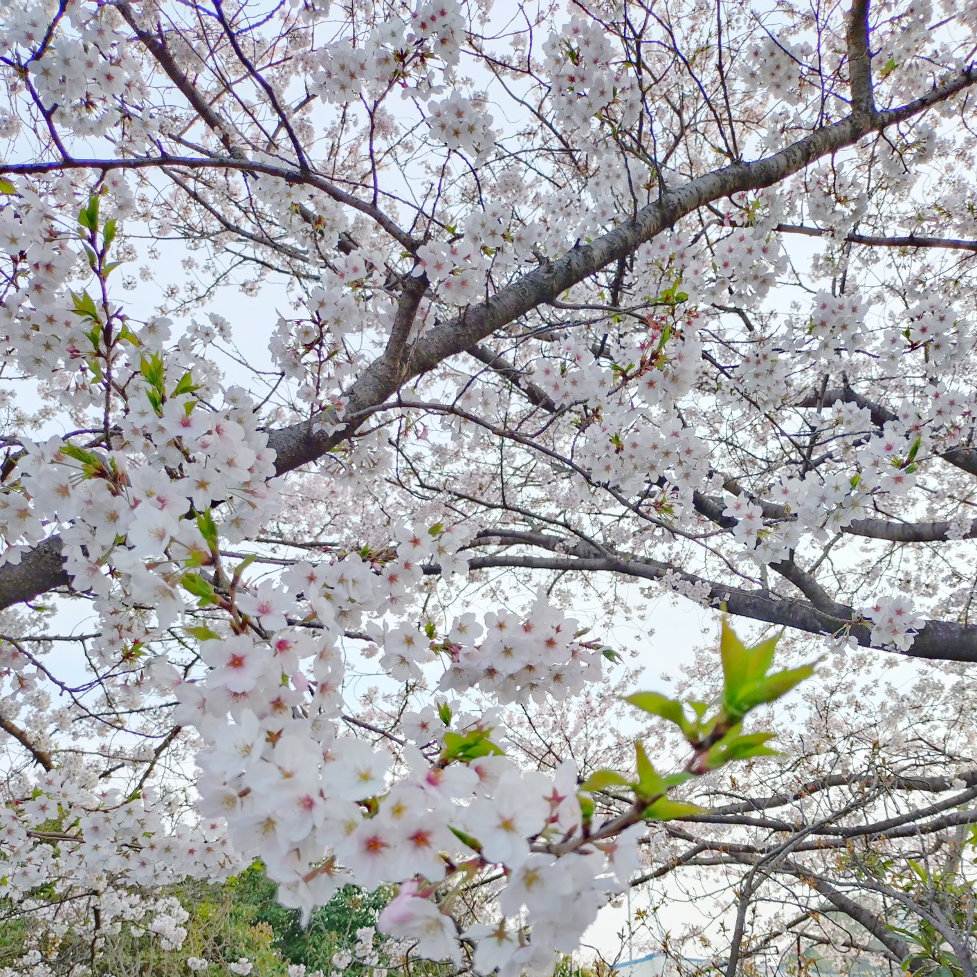 ゆりのタイムライン643362-12-08 00:11:56投稿画像