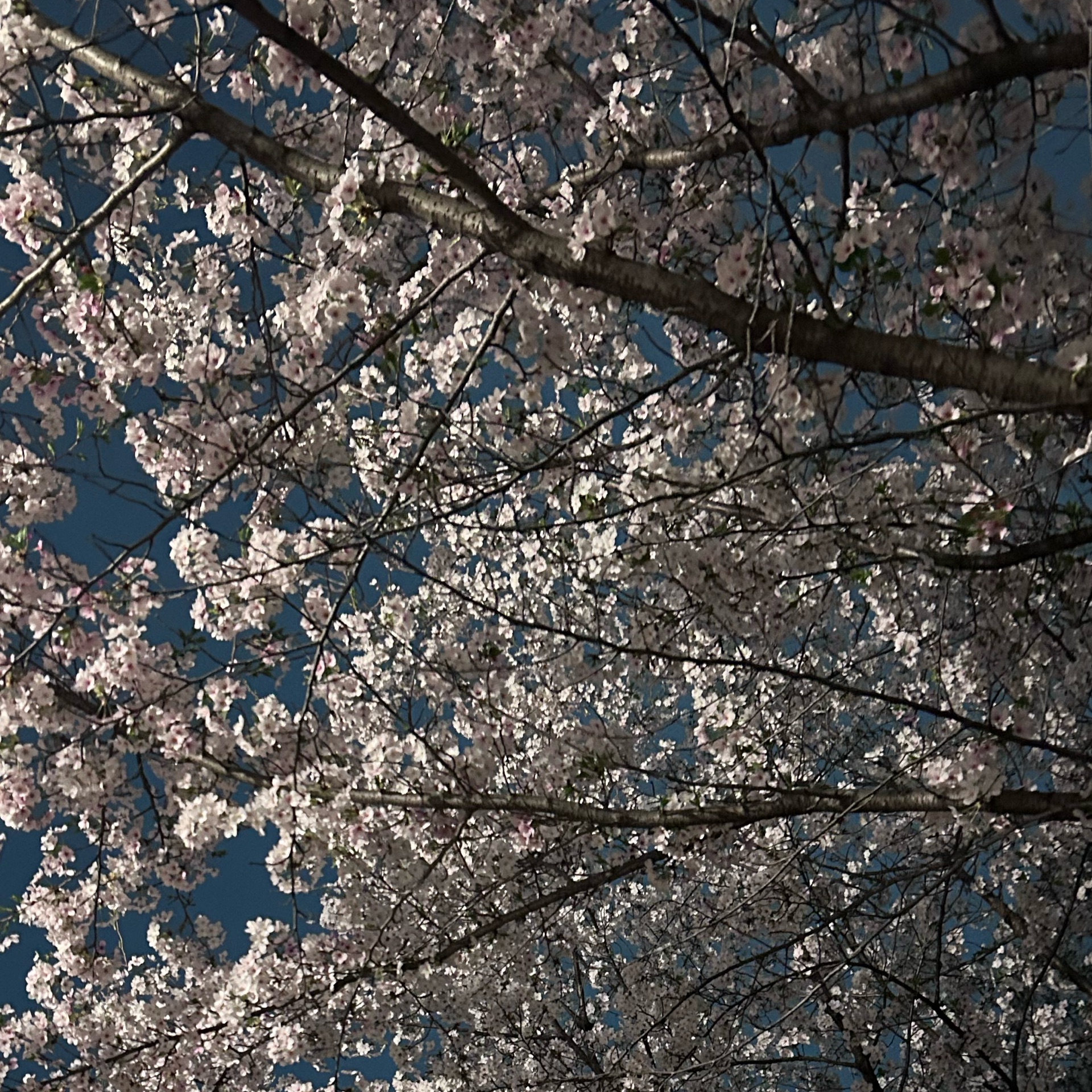 みくのタイムライン643362-12-30 23:53:41投稿画像