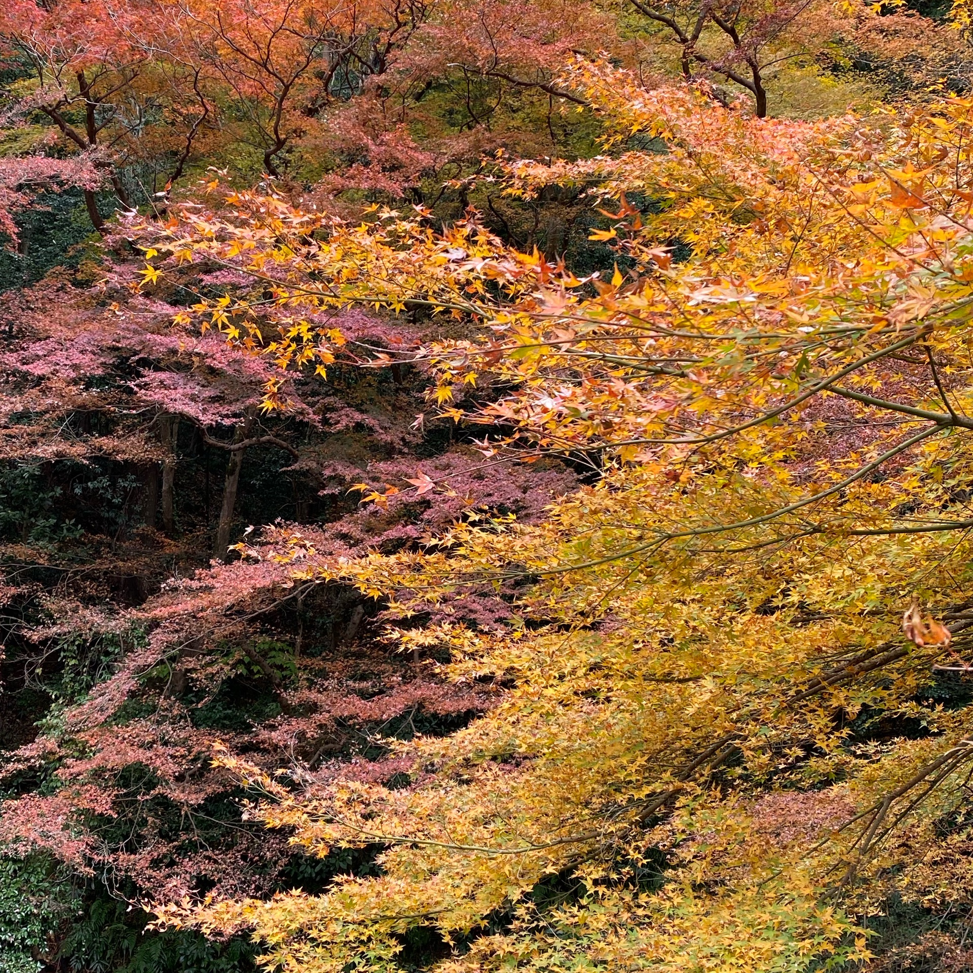 りんごのタイムライン643388-04-03 19:55:57投稿画像