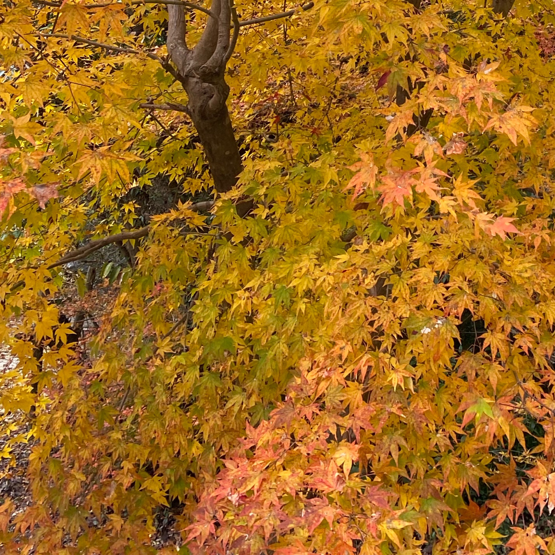 りんごのタイムライン643388-05-08 05:20:57投稿画像