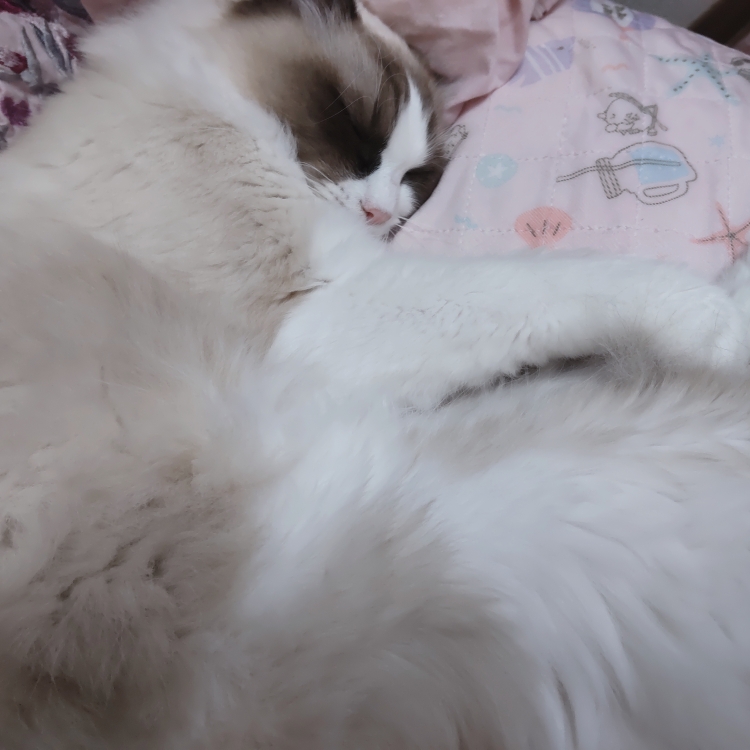 グミのタイムライン2025-01-04 13:06:51投稿画像