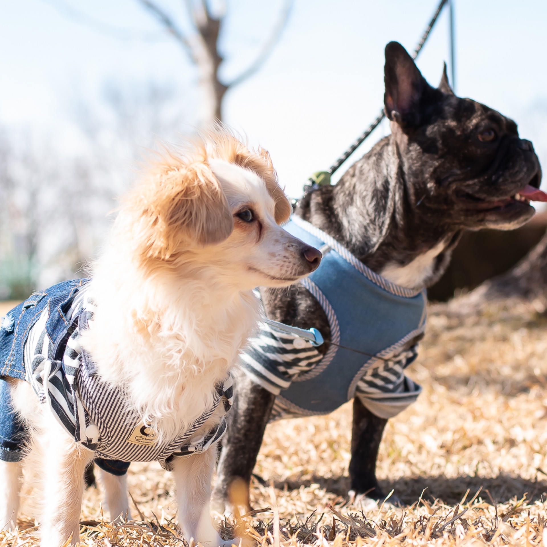 りいこのタイムライン643676-07-11 05:01:45投稿画像