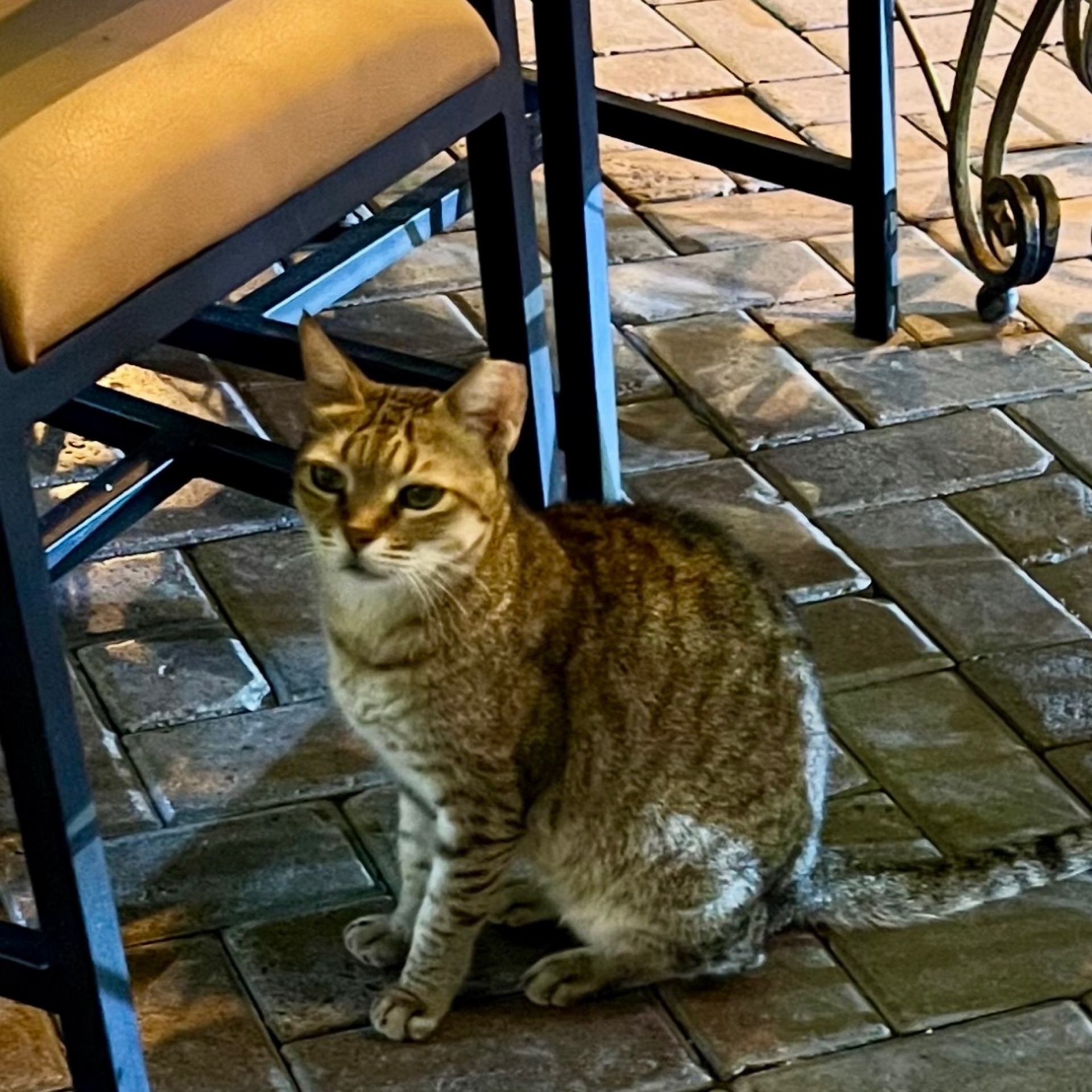 ねこのタイムライン643676-08-27 05:32:37投稿画像