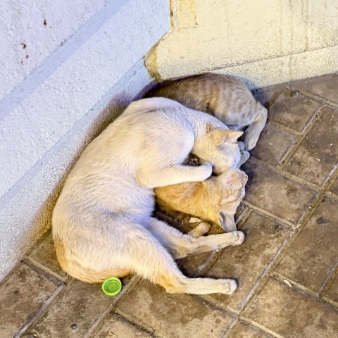 ねこのタイムライン643676-10-12 00:59:10投稿画像