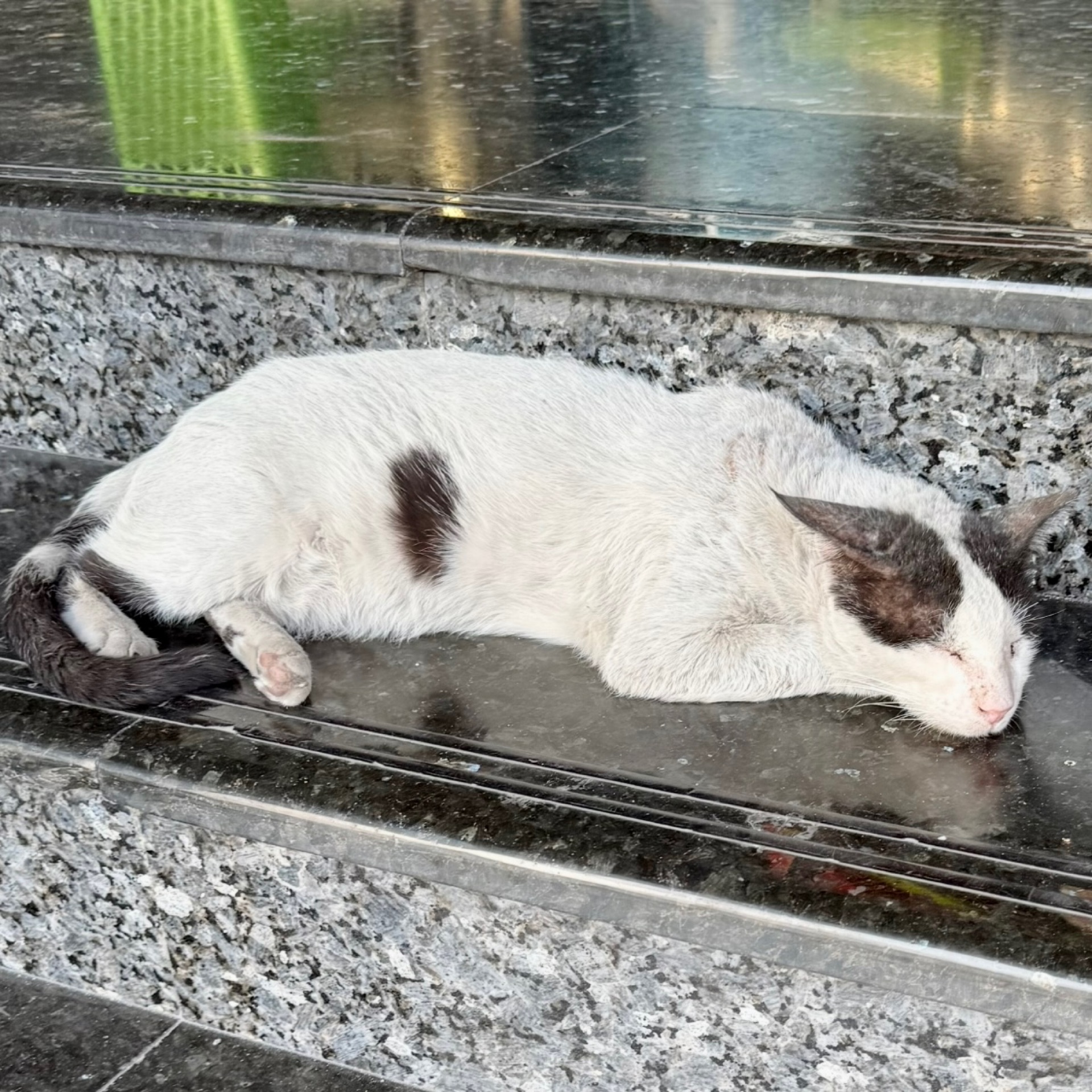 ねこのタイムライン643677-01-12 20:58:33投稿画像